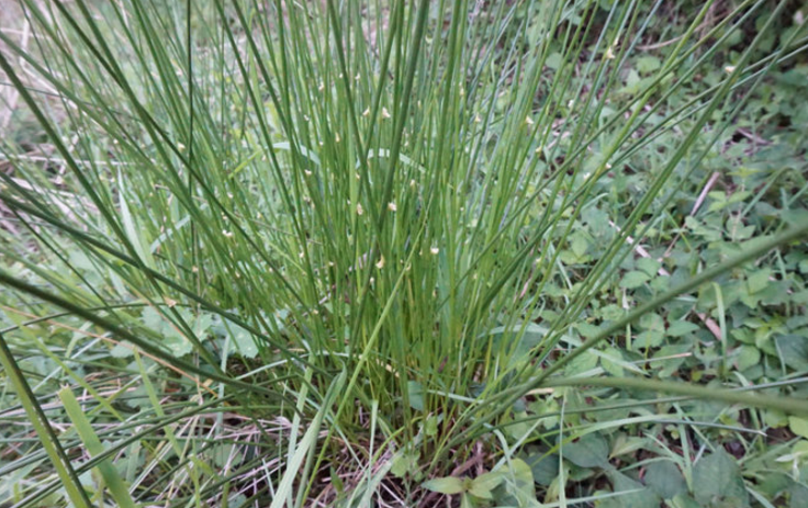 蒲草根的食用方法