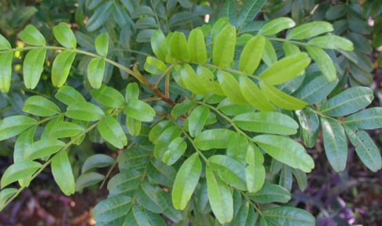 紫油木葉的功效