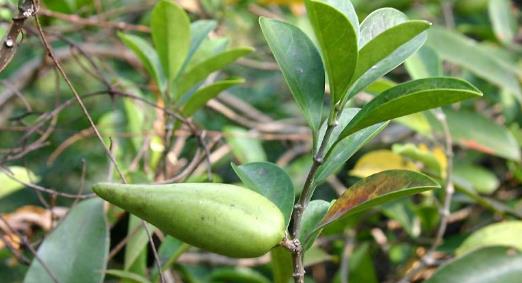 中藥武靴藤的功能主治、副作用及其圖片形態(tài)!