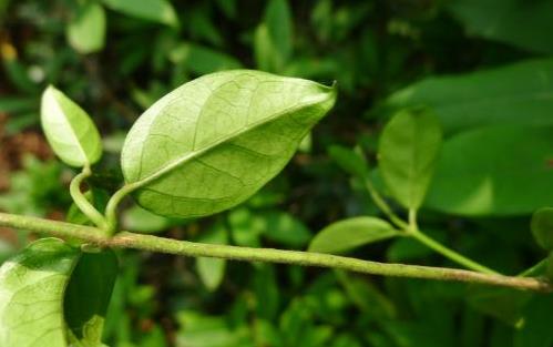 武靴藤圖片展示！