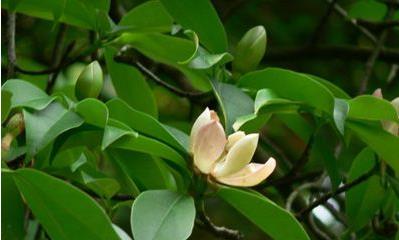 木蓮果的作用！