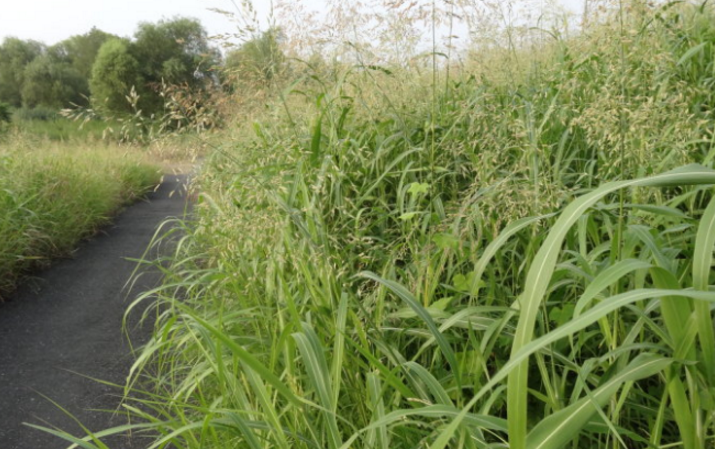 野高粱的圖片形態(tài)