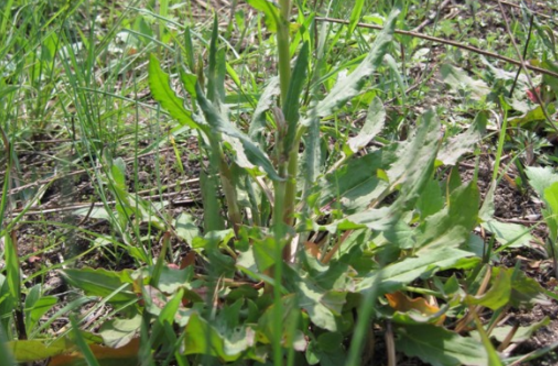 野高粱的性狀鑒別