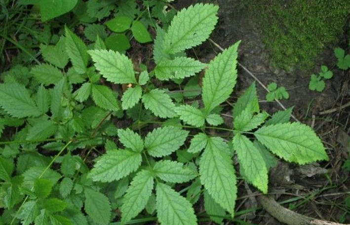 紅升麻的性狀鑒別