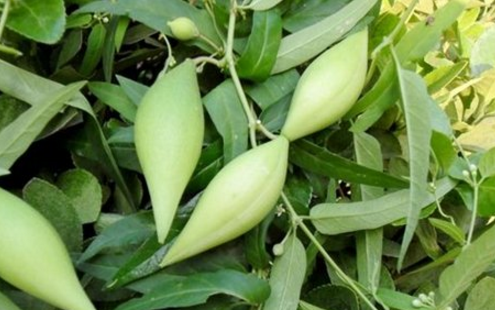 地梢瓜的食用價值