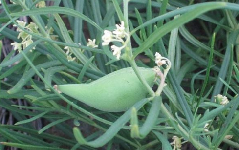 地梢瓜的藥用價值