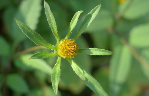 狼把草的生物習(xí)性