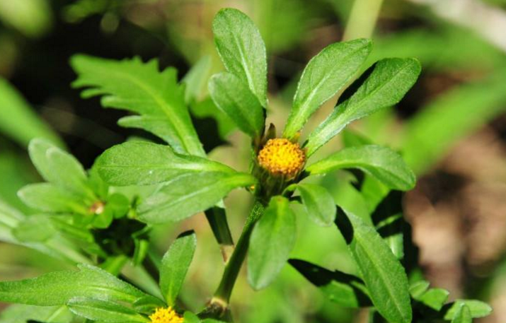 狼把草的種植方法