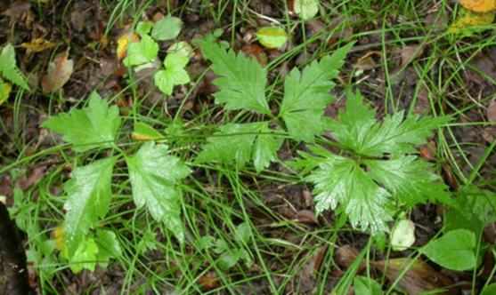 雪山一支蒿的圖片