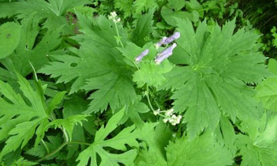 雪山一支蒿的圖片