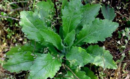 女菀功能主治！