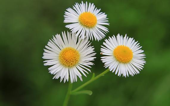 女菀功能主治！
