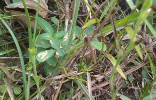 獨(dú)腳柑功能主治及其選方！