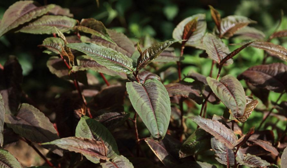 赤脛散的形態(tài)