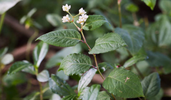 赤脛散的功能主治