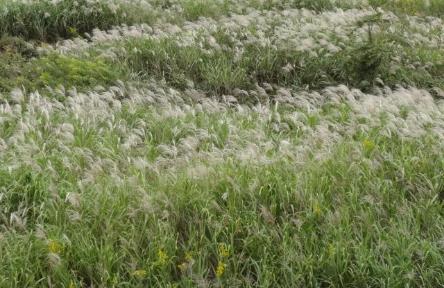 野高粱圖片！