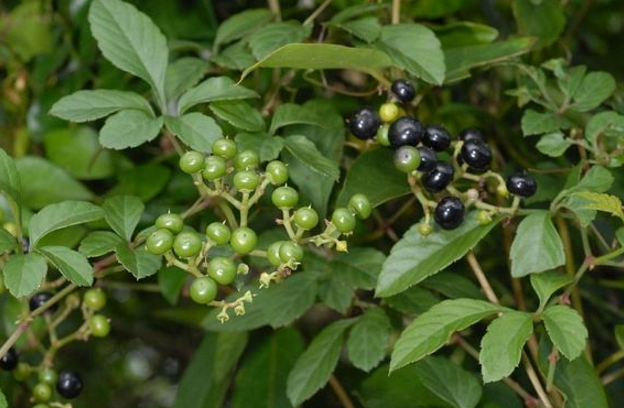 五爪風(fēng)的圖片