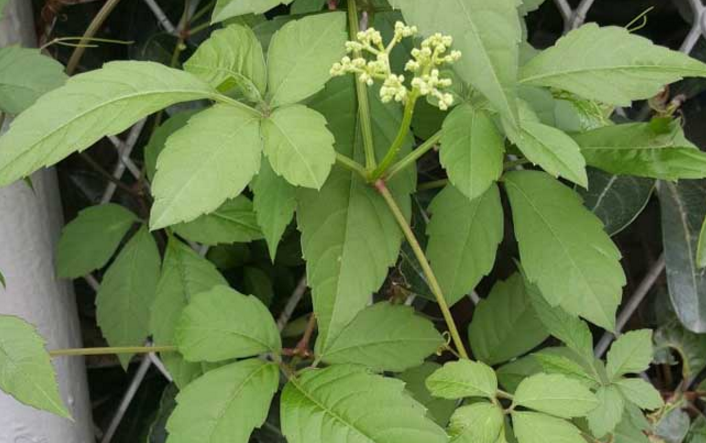 五爪龍的藥用價(jià)值