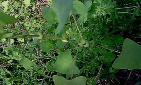 獨(dú)腳柑的圖片