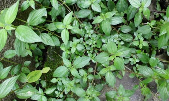 糯米藤功能主治！