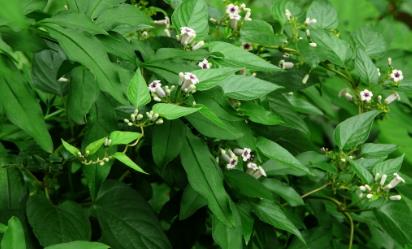 糯米藤生境分布！