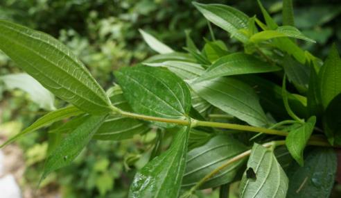 糯米藤圖片！