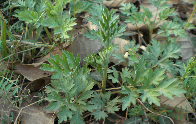 雪山一支蒿中毒的原因