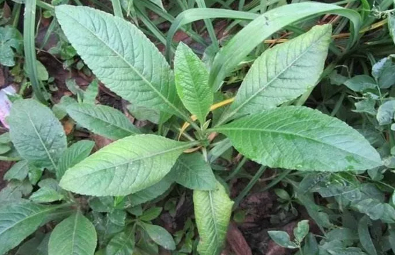 地膽草的食用方法