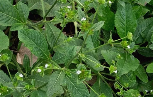 地膽草的配方應(yīng)用