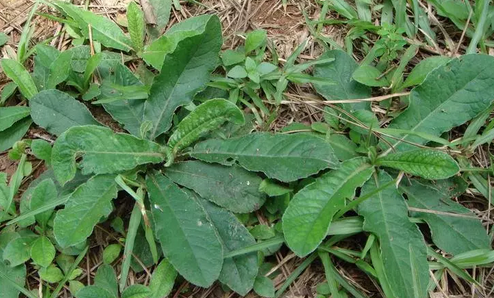 地膽草的功效與作用