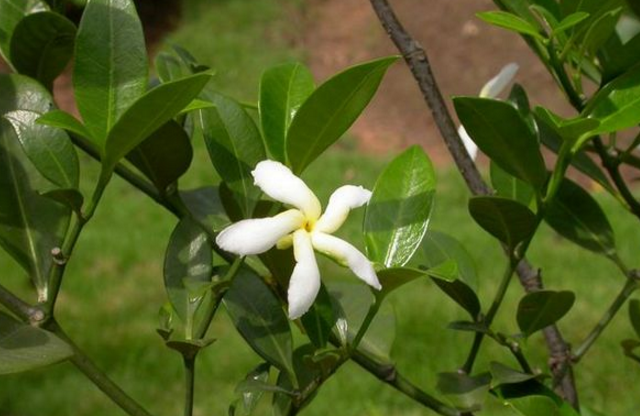 單根木葉的圖片