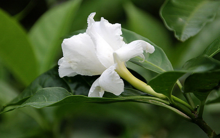 單根木葉的形態(tài)特征