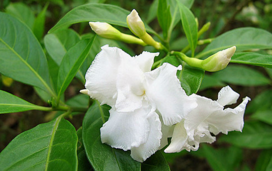 單根木葉的藥用價(jià)值