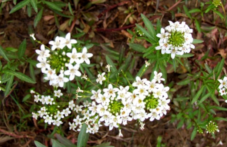 單條草的藥材性狀