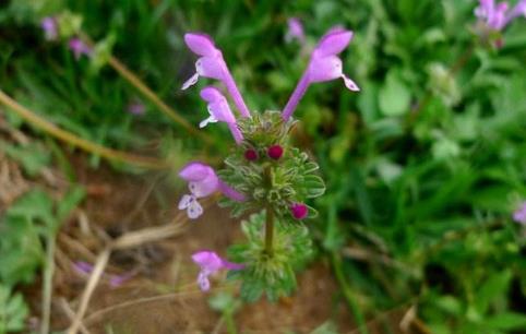 寶蓋草治療淋巴結結核的方法！