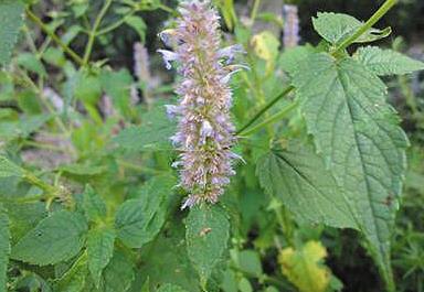 藿香——治療濕熱引起感冒的方法