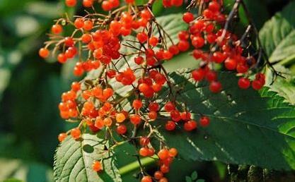 血滿(mǎn)草選方應(yīng)用！