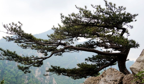 崖松與崖柏的區(qū)別