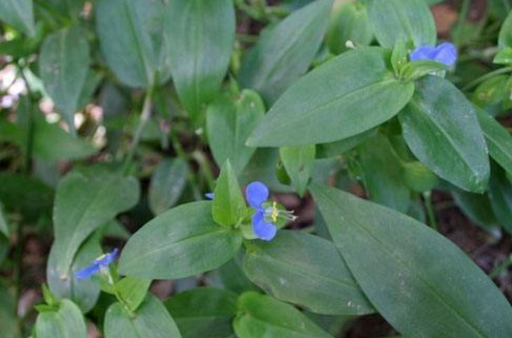 竹節(jié)草的圖片