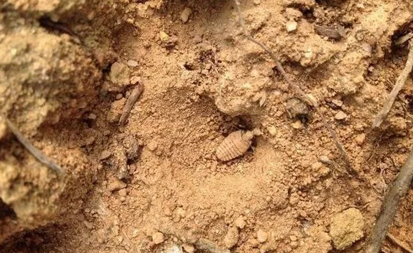 金沙牛的功效與作用