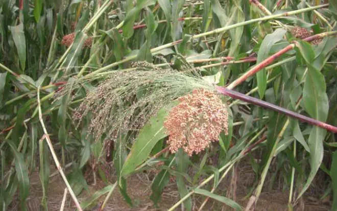 野高粱的應(yīng)用價(jià)值