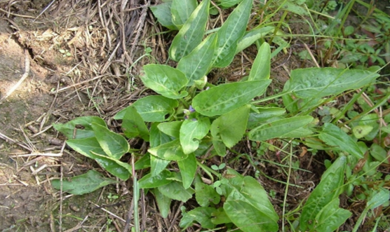 地丁草的功效與作用