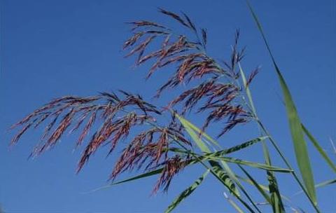 野高粱圖片！