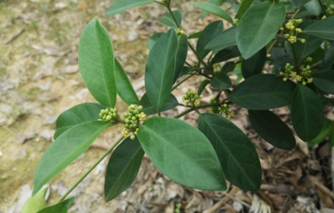 經(jīng)期能服用武靴藤嗎