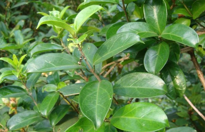 武靴藤的藥理作用