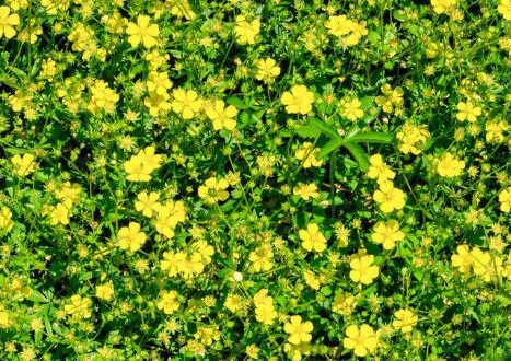 五爪風(fēng)的圖片