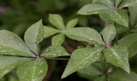 五爪風(fēng)的圖片辨別