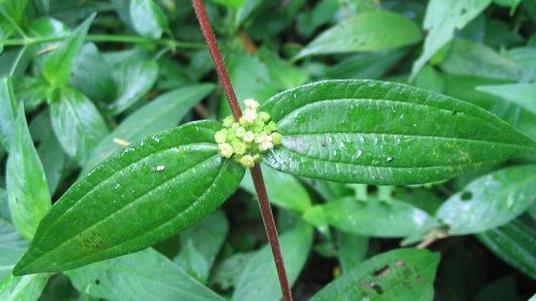 糯米藤圖片！