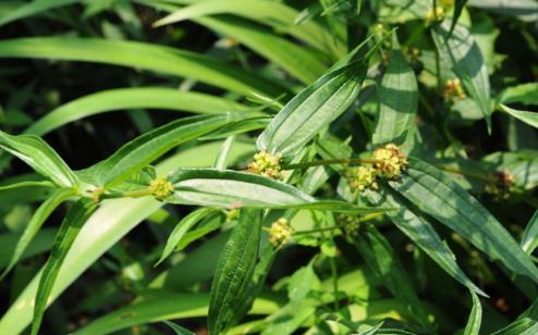 糯米藤圖片！