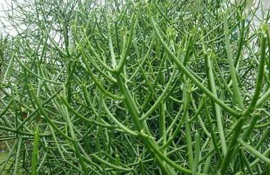 竹節(jié)草圖片！